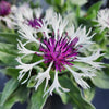 Bachelor’s Button 'Amethyst in Snow' Centaurea 'Amethyst In Snow'