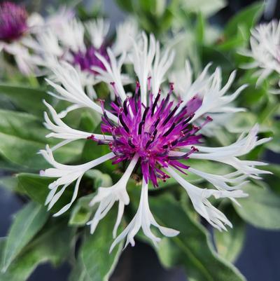 Bachelor’s Button 'Amethyst in Snow' Centaurea 'Amethyst In Snow'