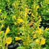 Hyssop 'Kudos Yellow' Agastache Kudos Yellow