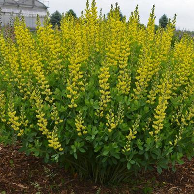 False Indigo 'American Goldfinch' Baptisia 'American Goldfinch'