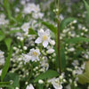 Deutzia 'Nikko' Deutzia Gracilis 'Nikko'