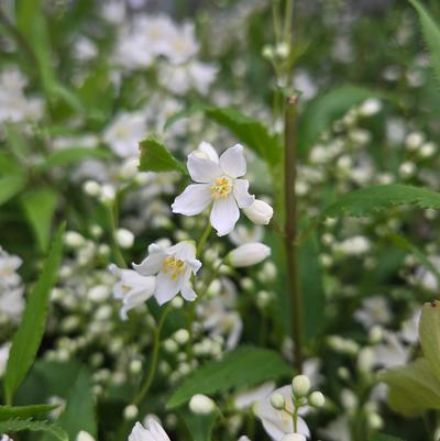 Deutzia 'Nikko' Deutzia Gracilis 'Nikko'