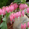 Bleeding Heart Dicentra Spectabilis