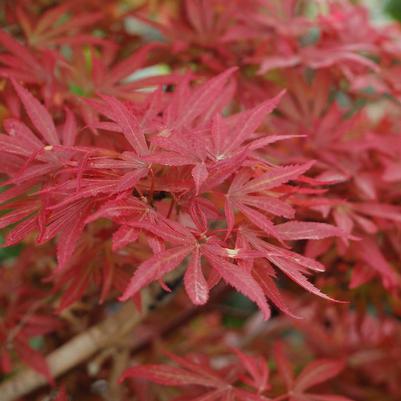 Japanese Maple 'Shaina' Acer Palmatum 'Shaina'