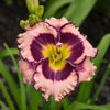 Daylily 'Sound of My Heart' Hemerocallis Rainbow Rhythm 'Sound Of My Heart'