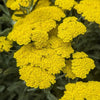 Yarrow 'Moonshine' Achillea Filipendulina 'Moonshine'