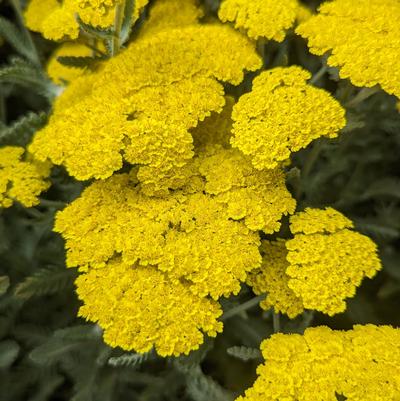 Yarrow 'Moonshine' Achillea Filipendulina 'Moonshine'