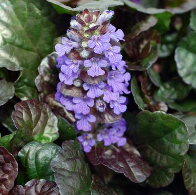 Bugleweed 'Black Scallop' Ajuga 'Black Scallop'