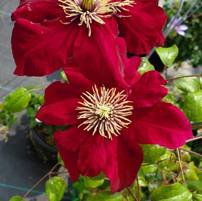 Clematis 'Charmaine' Clematis 'Charmaine' (Must Sleeve)