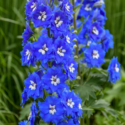Delphinium 'Cobalt Dreams' Delphinium New Zealand 'Cobalt Dreams'