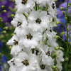 Delphinium 'Black Eyed Angels' Delphinium New Zealand 'Black Eyed Angels'