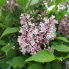 Lilac 'Baby Kim' Syringa 'Baby Kim'