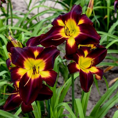 Daylily 'Persian Ruby' Hemerocallis Rainbow Rhythm 'Persian Ruby'