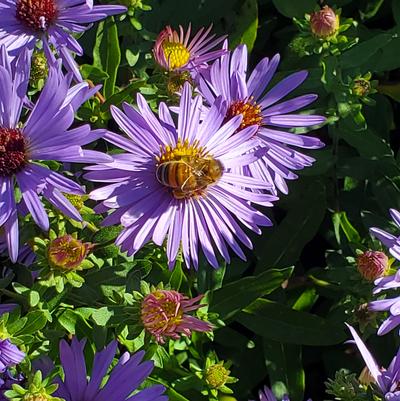Aster 'Twilight Sky' Aster O. 'Twilight Sky'