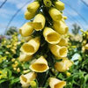 Foxglove 'Carillon' Digitalis Grandiflora 'Carillon'