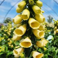 Foxglove 'Carillon' Digitalis Grandiflora 'Carillon'