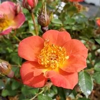 Rose 'Oso Easy Paprika' Rosa 'Oso Easy Paprika'