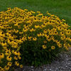 Black-eyed Susan 'American Gold Rush' Rudbeckia Fulgida 'American Gold Rush'