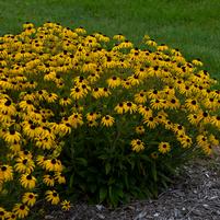 Black-eyed Susan 'American Gold Rush' Rudbeckia Fulgida 'American Gold Rush'