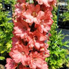Delphinium 'Red Lark' Delphinium 'Red Lark'