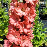 Delphinium 'Red Lark' Delphinium 'Red Lark'