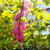 Bleeding Heart 'Gold Heart' Dicentra Spectabilis 'Gold Heart'