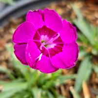 Pinks 'Violet Blue' Dianthus Everlast 'Violet Blue'