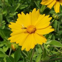 Tickseed 'Sunshine Superman' Coreopsis 'Sunshine Superman'