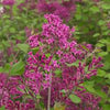 Bloomerang Lilac 'Dark Purple' Syringa X Bloomerang 'Dark Purple' - Tree