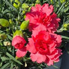 Pinks 'Classic Coral' Dianthus F.P. 'Classic Coral'