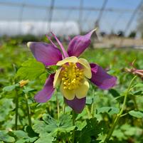 Columbine 'Purple Yellow' Aquilegia Earlybird 'Purple Yellow'