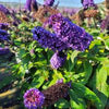 Butterfly Bush 'Pugster Blue' Buddleia 'Pugster Blue'