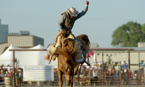Rodeo cowboy riding a bucking horse with one arm raised during a bronc riding competition.