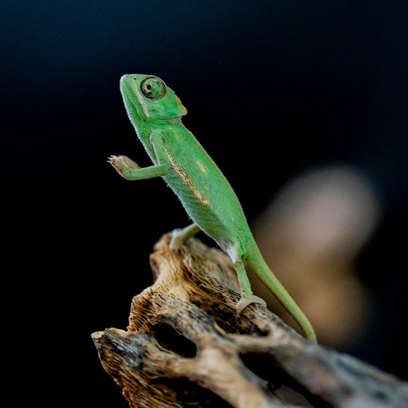 Pet Chameleon Veiled