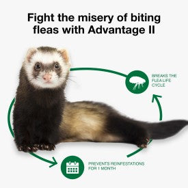 Advantage II Ferret Flea Treatment & Prevention (2 Ct)