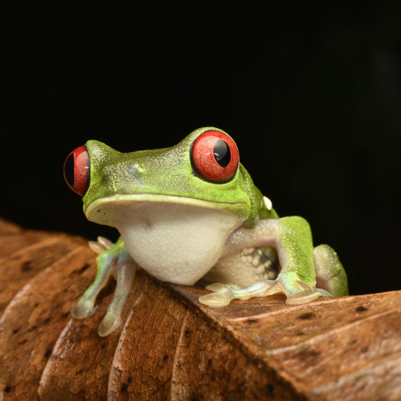 Pet Frog Tree Red Eye