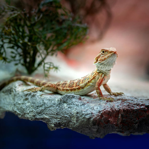 Pet Bearded Dragon Regular