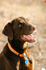 Dog Licenses - ANNUAL - MERCER COUNTY