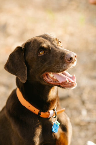Dog Licenses - ANNUAL - MERCER COUNTY