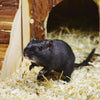 Pet Gerbil