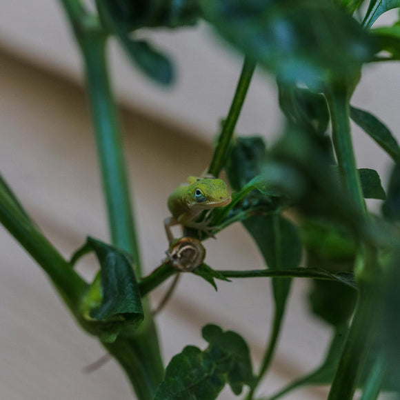 Pet Anole