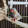 Pet Bird Finch Zebra