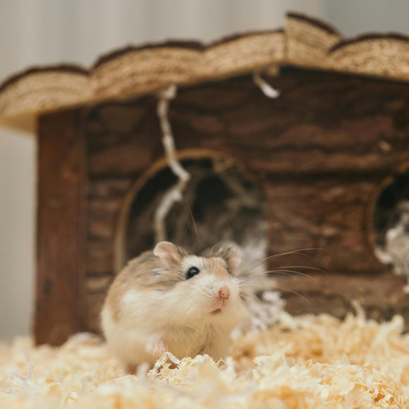 Pet Hamster Dwarf