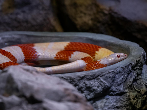Pet Snake Milksnake