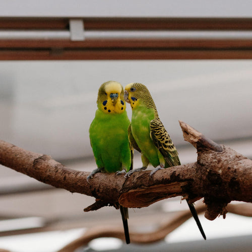 Pet Bird Parakeet
