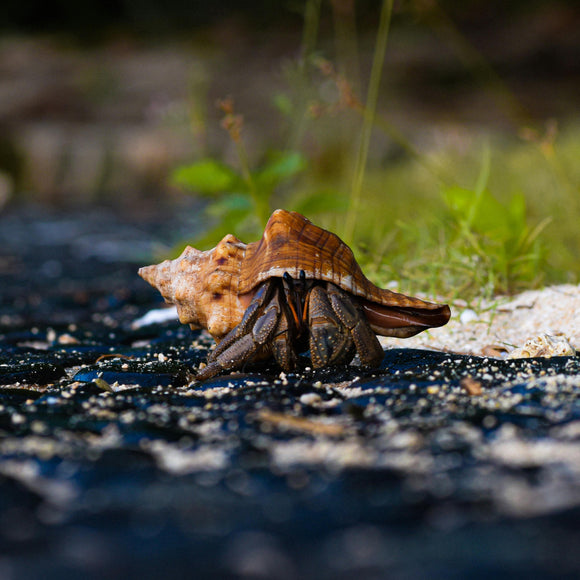 Pet Hermit Crab