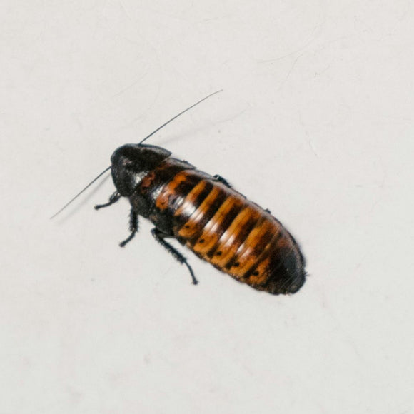 Pet Roach Madagascar Hissing