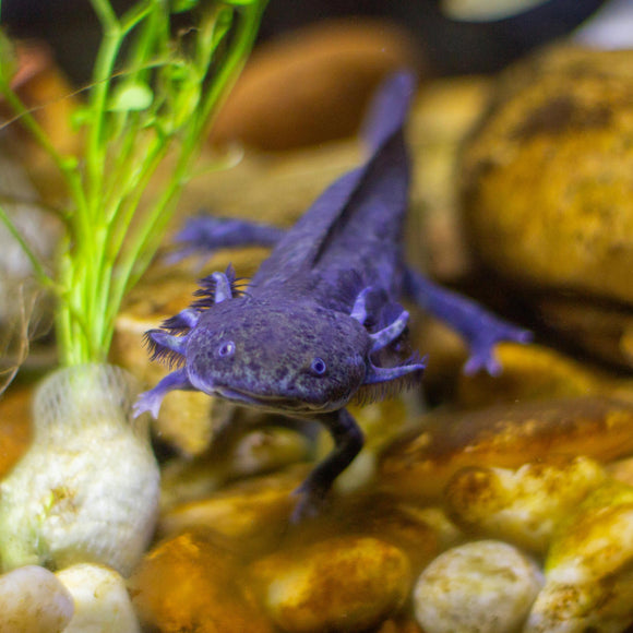 Pet Axolotl
