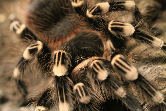 Pet Tarantula Stripe Knee