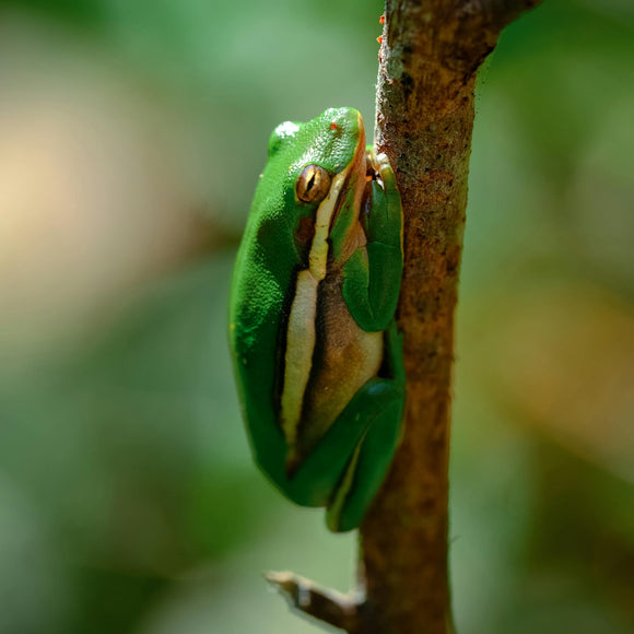 Pet Frog Green Tree